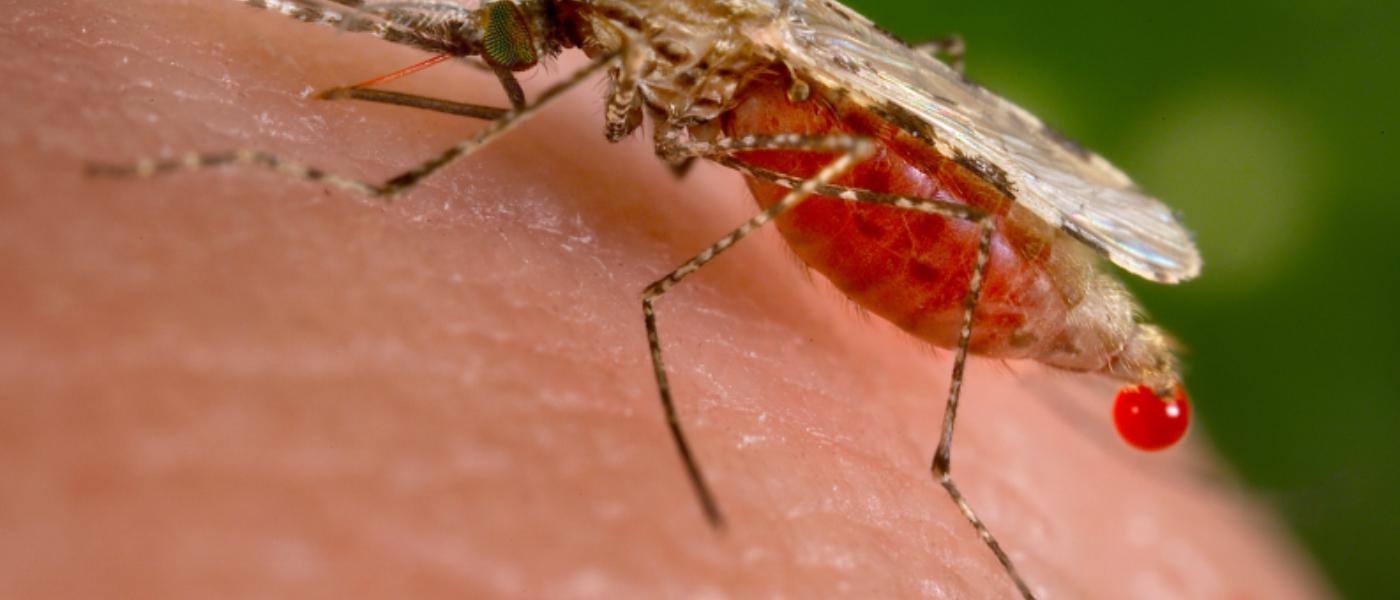 Mosquitoes as Flying Syringes: The Solution to Rapid Zika Monitoring ...
