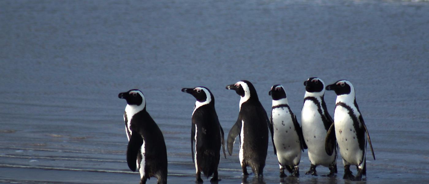 Establishing a new African Penguin Colony: predator monitoring | Experiment