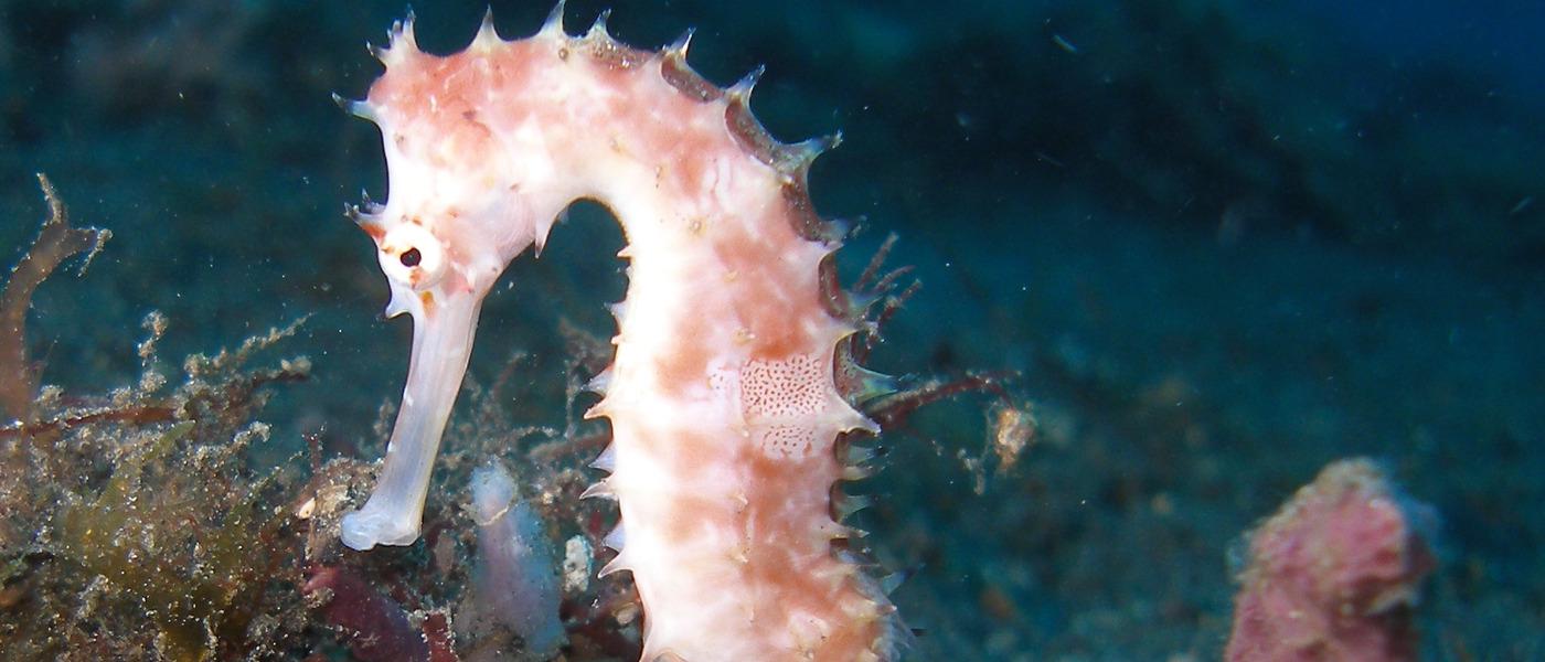 Searching for Seahorses & Sustainability Experiment