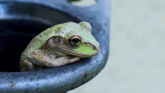 what did gurdon's frog experiment prove