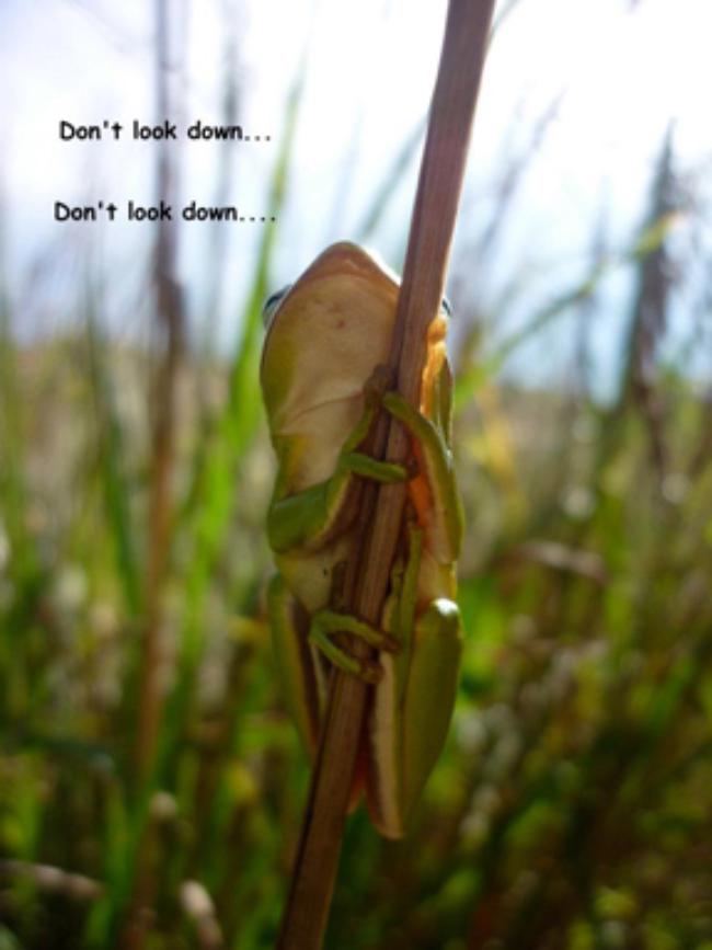 what did gurdon's frog experiment prove