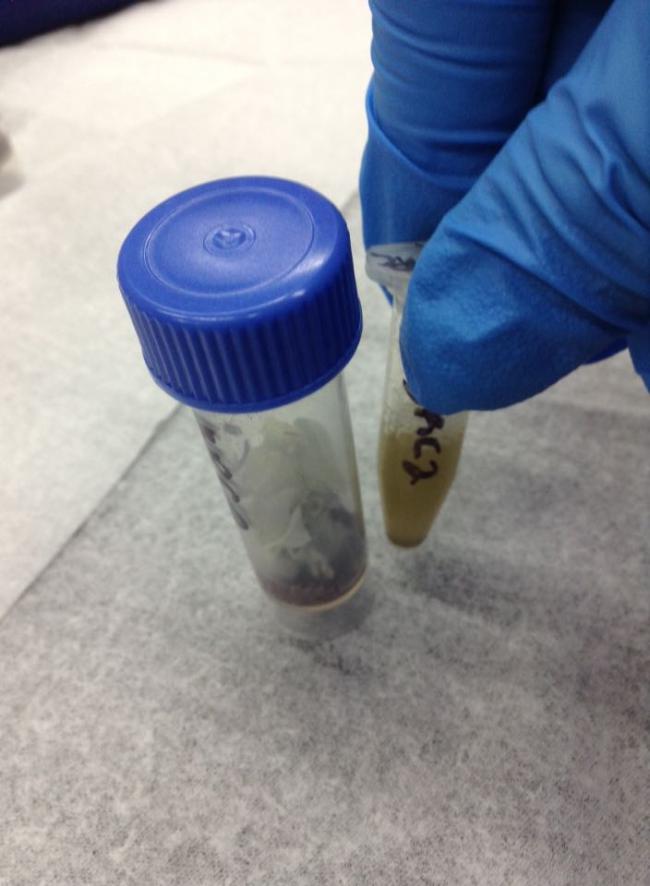 Isolating DNA From Water Filters Experiment