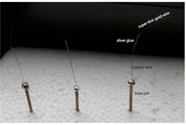 Making aphid electrodes | Experiment