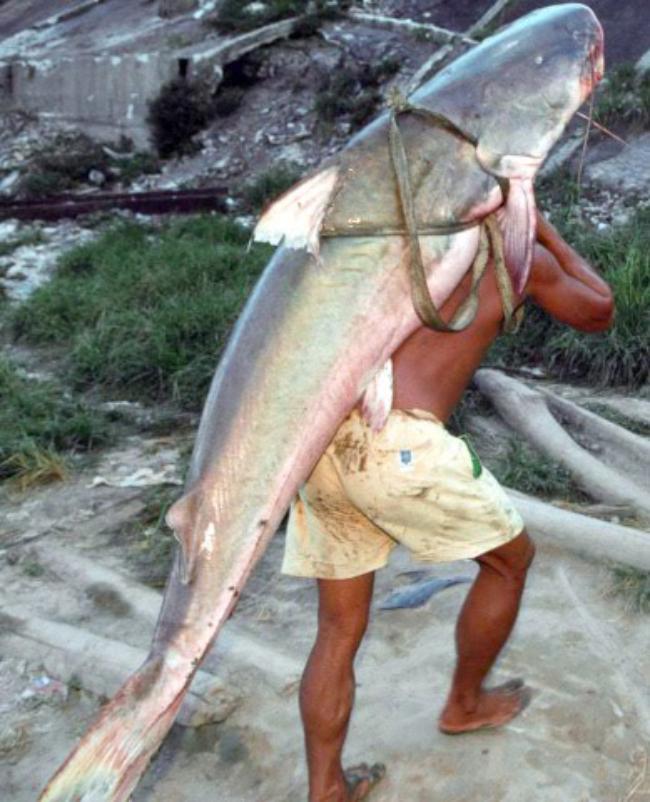 Piraiba Catfish Eats Man