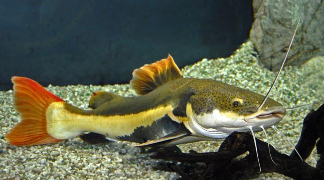 jeremy wade redtail catfish