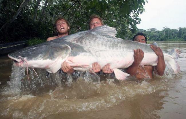 How Cool Are Goliath Catfish Really Really Cool Experiment