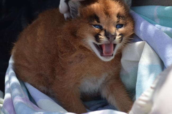 caracal kittens