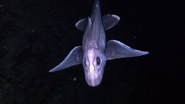 So what is a Ghost Shark? | Experiment