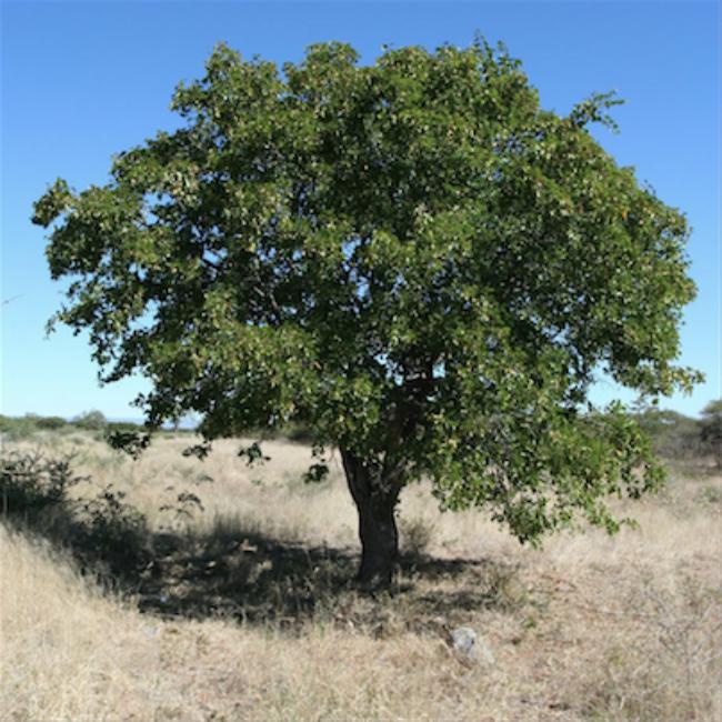 Image result for mopane tree