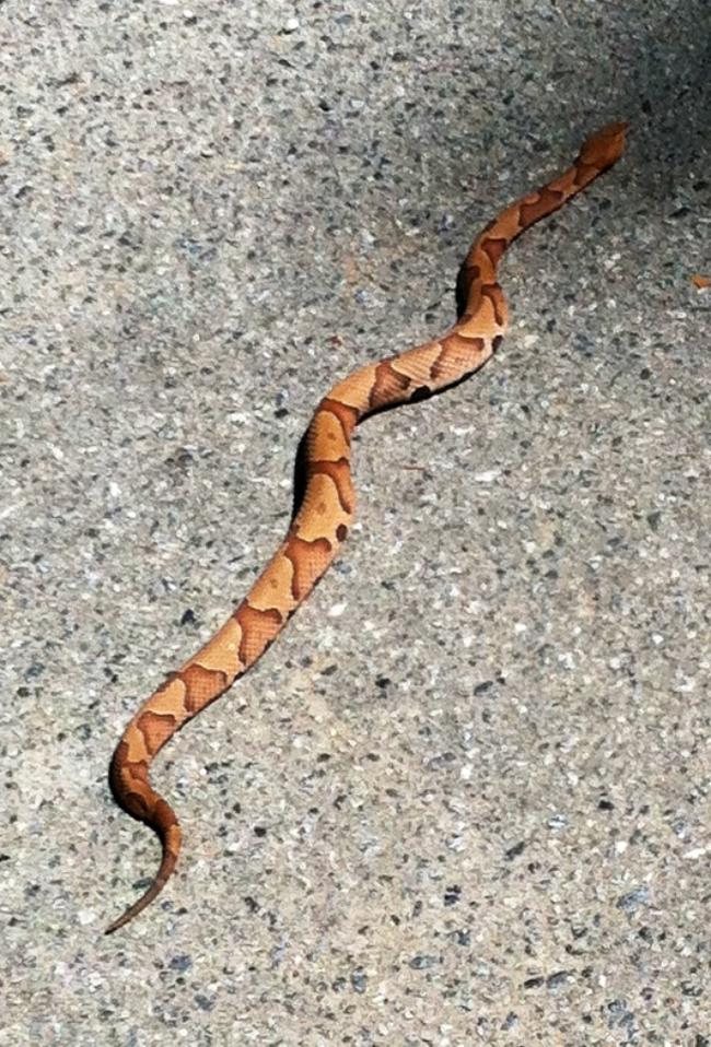 Calling All Herp Experts Is This A Baby Copperhead Experiment