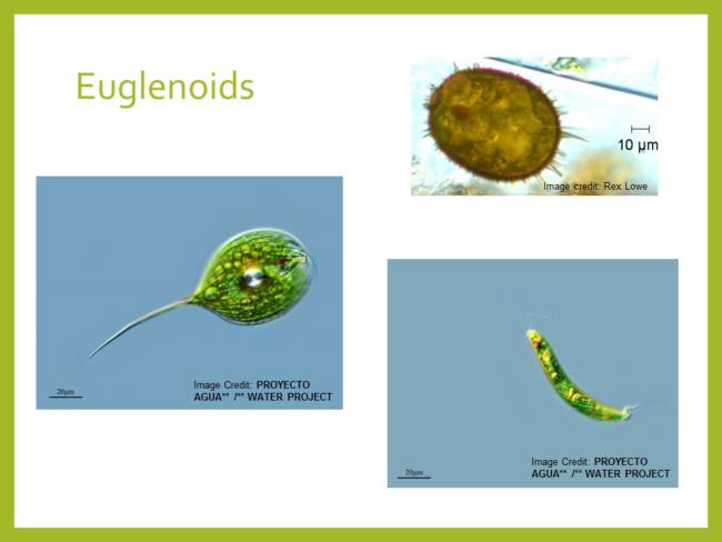 What Are Algae?