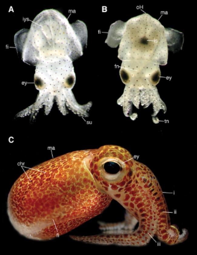 Anatomy of a Squid | Experiment